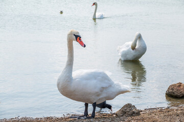 Graceful white Swan with a red beak stands on the bank of a pond