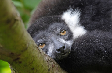 Fototapeta premium Endemic Black-and-white ruffed lemur