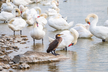 Great cormorant stands among white swans on the lake shore
