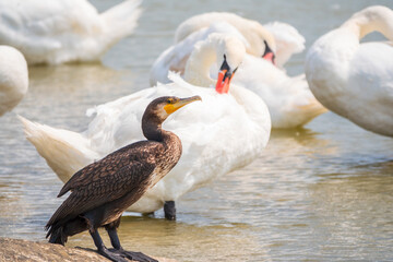 Great cormorant stands among white swans on the lake shore