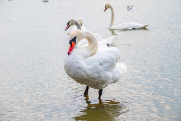 A large flock of graceful white swans swims in the lake., swans in the wild