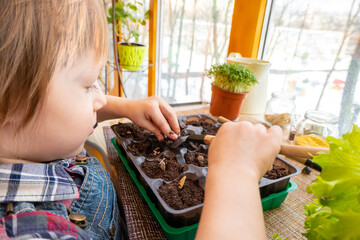 boy plants pumpkin and peas seeds in peat tablets in a mini greenhouse