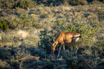 Red hartebeest or  Cape hartebees(Alcelaphus buselaphus caama). Karoo National Park, Beaufort West, Western Cape, South Africa