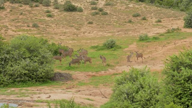 Weibliche Nyala Antilopen in der Wildnis und Savannenlandschaft von Afrika