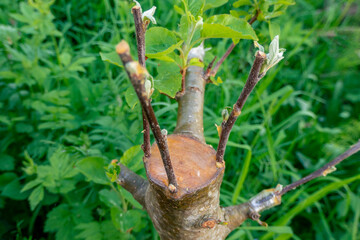 stalk overgrown with cambium, grafted on a branch of an apple tree last spring. Grafted fruit trees