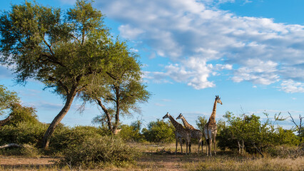 Giraffe in the bush of Kruger national park South Africa. Giraffe at dawn in Kruger park South Africa - obrazy, fototapety, plakaty
