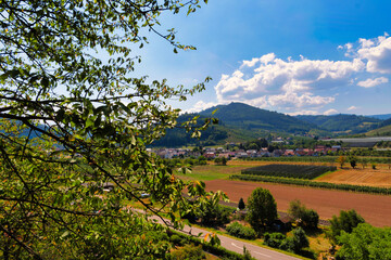 landscape with vineyard