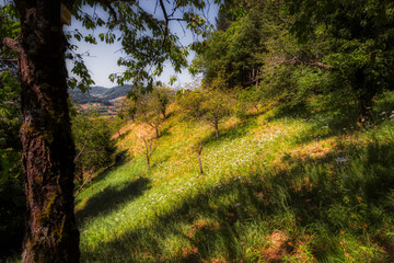 path in the forest