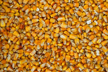 ripe golden corn kernels