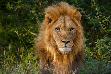 African Lions during safari game drive in Kruger National park South Africa. close up of Lions...