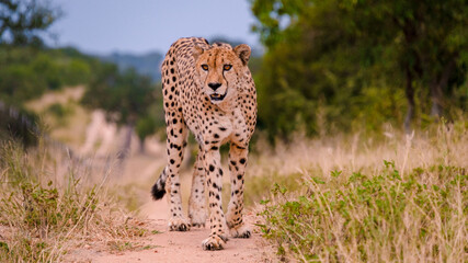 Cheetah wild animal in Kruger National Park South Africa, Cheetah on the Hunt during sunset. Cheeta...