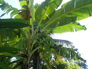 Banana fruit plant raw green in the garden