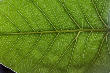 Green leaf pattern. wallpaper. foliage. macro
