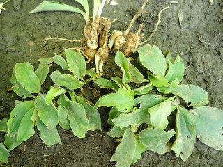Kaempferia galanga, commonly known as kencur, aromatic ginger, sand ginger, cutcherry, is a monocotyledonous plant in the ginger family, and one of four plants called galangal.