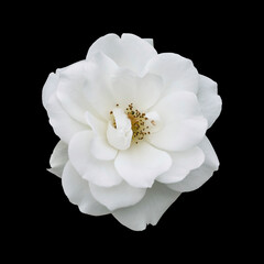 White rose isolated on black background