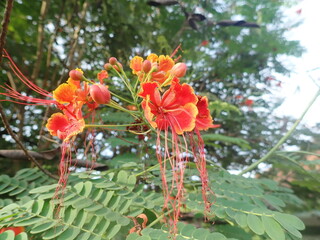 The peacock flower (Caesalpinia pulcherrima) in the garden with nature blur background. This plant has compound flowers that are 15-50 cm long, red or yellow in color.