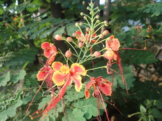 The peacock flower (Caesalpinia pulcherrima) in the garden with nature blur background. This plant has compound flowers that are 15-50 cm long, red or yellow in color.