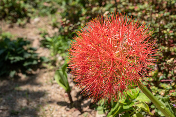 Red December flower (Or Scadoxus multiflorus) growth in the ornamental garden. This flower is a popular geophyte that grows from a rhizomatous bulb.