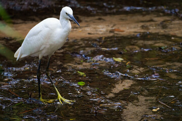 Little egret (Egretta garzetta) foraging in a stream. Cape Town, Western Cape. South Africa