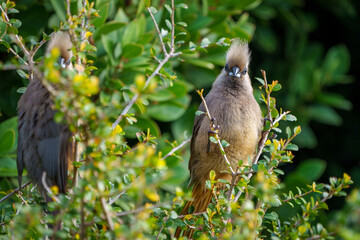 Speckled mousebird (Colius striatus) in a typical pose on a tree branch. Cape Town, Western Cape. South Africa
