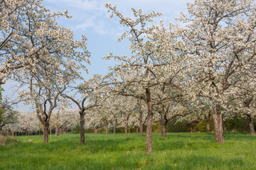 Fototapeta premium Blühende Kirschbäume (Prunus avium), Pfalz