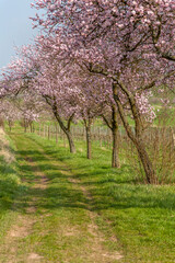 Obraz premium Mandelbaumblüte (Prunus dulcis), Frühling in der Südpfalz