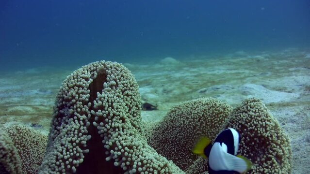 Panda clownfish (Amphiprion polymnus) swimming above sea anemone