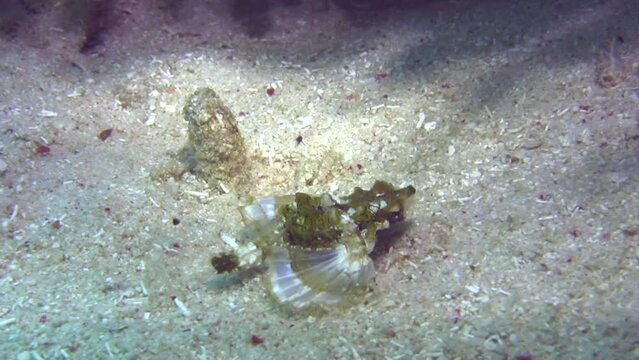 Common seamoth (Eurypegasus draconis)