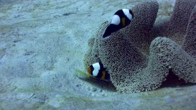 Panda clownfish (Amphiprion polymnus) taking care of its eggs