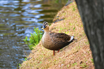 水辺のカルガモ