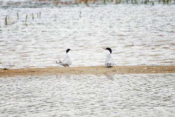 Fototapeta premium Arctic terns stand on the sand