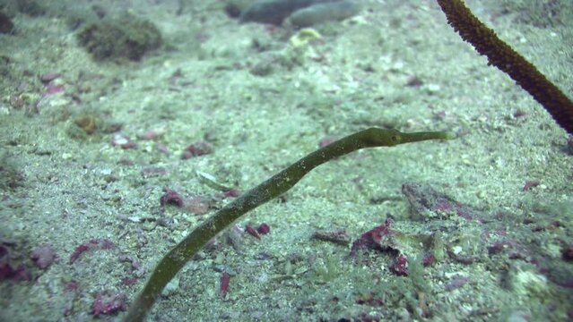 Bend stick pipefish (Trachyrhamphus bicoarctatus) green