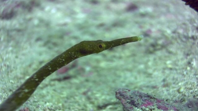 Bend stick pipefish (Trachyrhamphus bicoarctatus) green