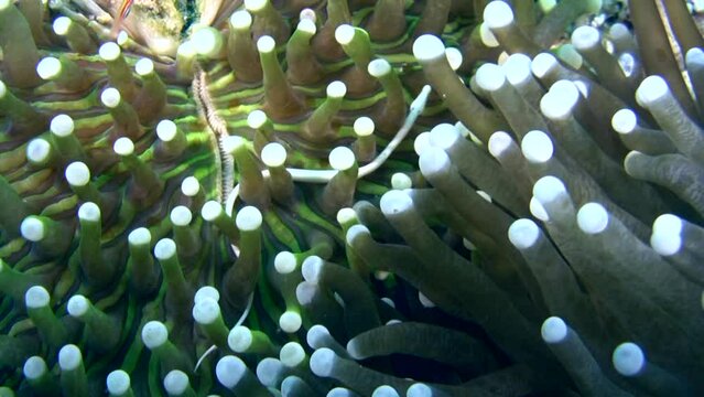 Mushroom coral pipefish (Siokunichthys nigrolineatus)