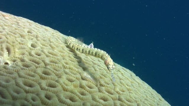 Network pipefish (Corythoichthys flavofasciatus) eating