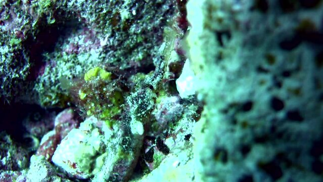 Whiskered pipefish (Halicampus macrorhynchus)