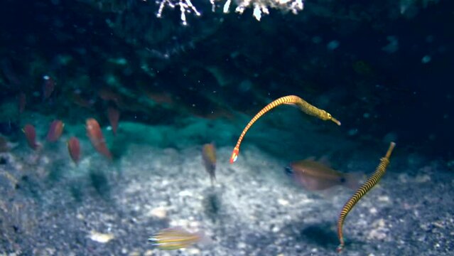 Yellow banded pipefish (Doryrhamphus pessuliferus)