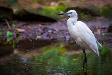 Little egret (Egretta garzetta) foraging in a stream. Cape Town, Western Cape. South Africa