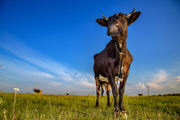 Cow farm animal on the grazing meadow