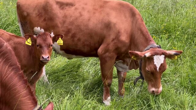 Herd of Brown cows with yellow marks in ears and iron chain harnesses around necks chewing green grass at the field