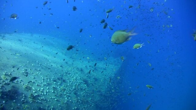 Back of sugar wreck, Perhentian islands, Malaysia, with propellor, amazing visibility