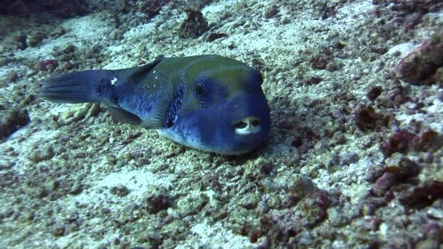 Blue-spotted pufferfish (Arothron caeruleopunctatus) lying on the sand