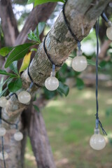 light bulbs hanging on a tree