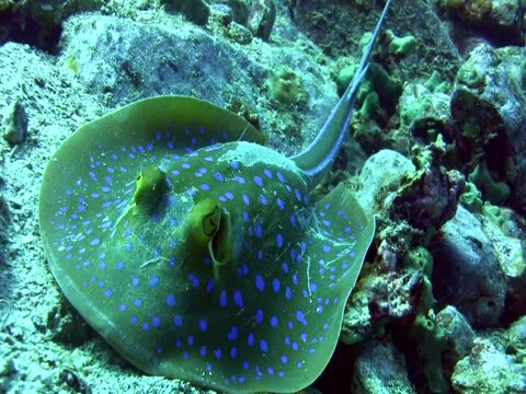 Blue-spotted fantail ray (Taeniura lymna) close up