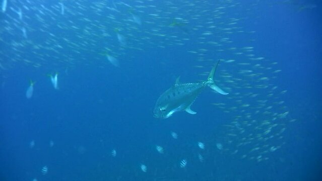 Doublespotted queenfish (Scomberoides lysan) swimming in the blue