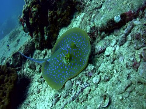 Blue-spotted fantail ray (Taeniura lymna) close up