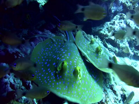 Blue-spotted, fantail ray (Taeniura lymna) on top of each other