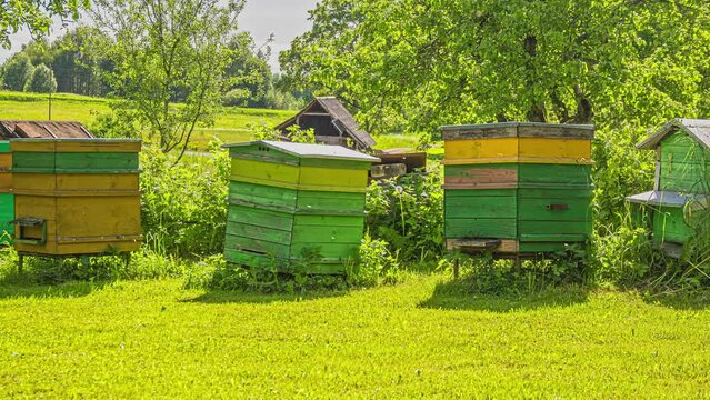 Wooden Boxes Of Honey Bee Hives In A Farm During Summer. Timelapse