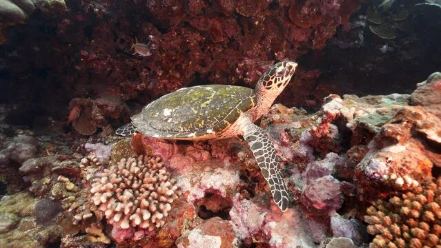 Hawksbill sea turtle sitting on a beautiful coral reef in crystal clear water of the pacific ocean, around the island of Tahiti in French Polynesia
