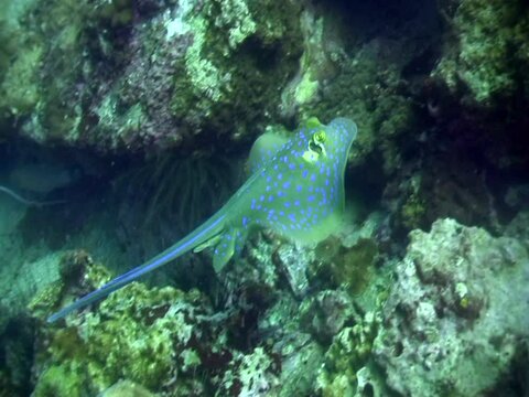 Blue-spotted fantail ray (Taeniura lymna) swimming on top of the reef